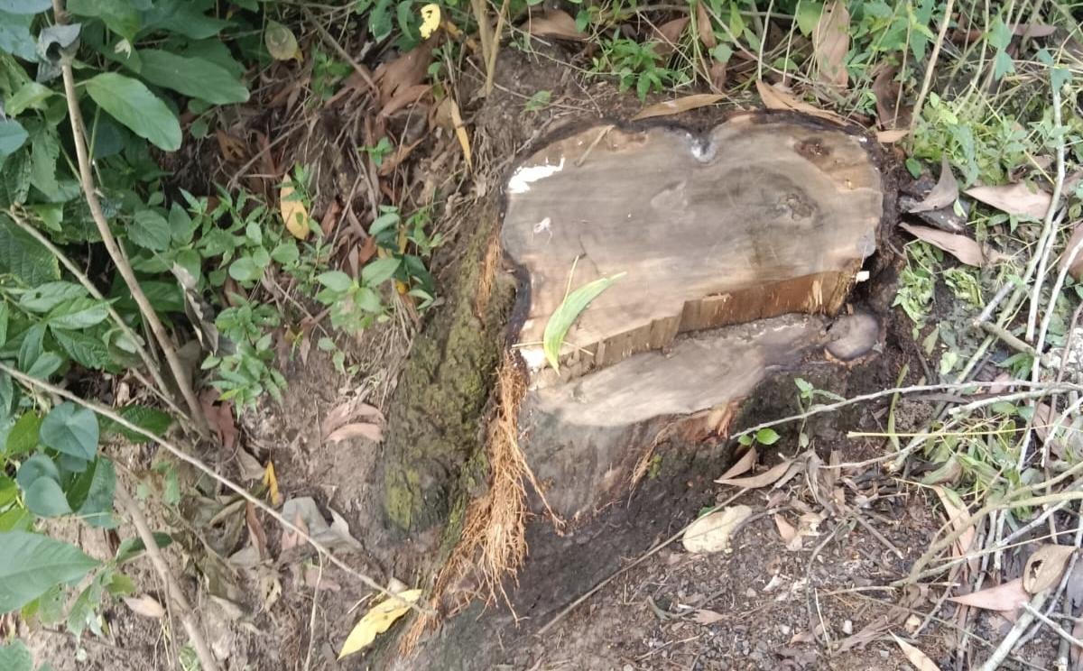 পরশুরামে ছাগলনাইয়া সড়কে গভীর রাতে গাছ চুরি