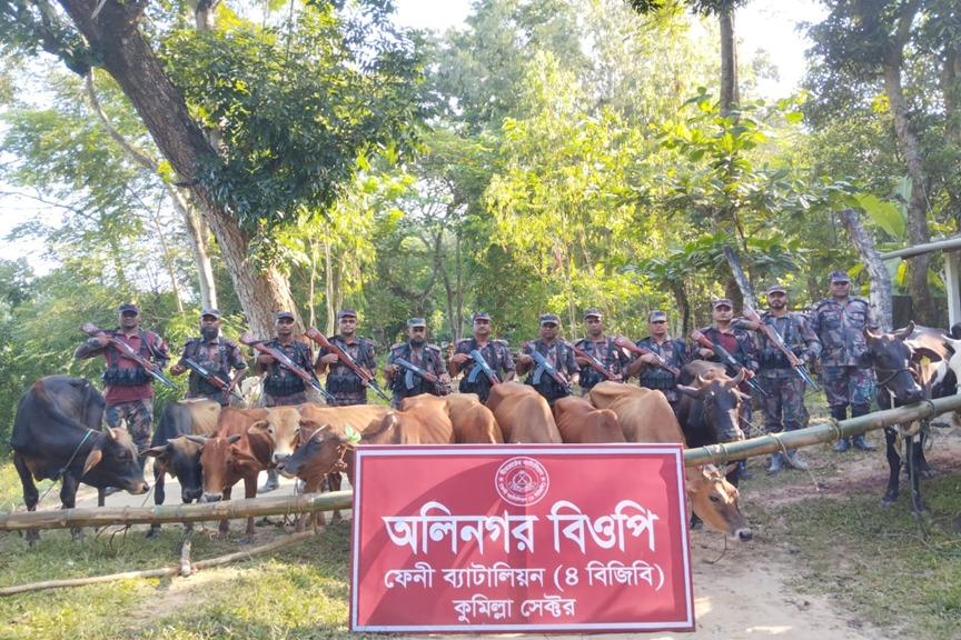ফেনীতে বিজিবির অভিযানে অর্ধকোটি টাকার মদ ও গরু জব্দ করেছে বিজিবি