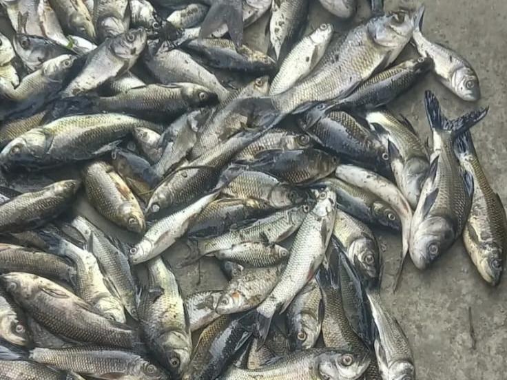 সোনাগাজীতে ছাত্রদল নেতার মৎস্য খামারে বিষ ঢেলে পাঁচ লক্ষাধিক টাকার মাছ নিধনের অভিযোগ